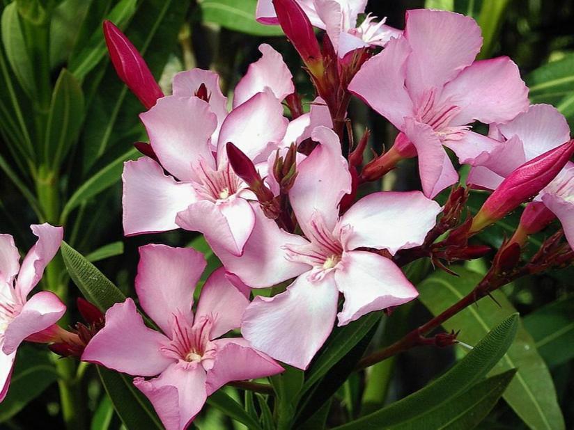 Oleander Hof Lejlighedshotel Hochstadt  Eksteriør billede